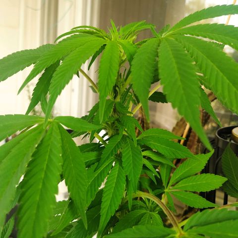 Auto Nordic Blueberry  growlog photo: No buds yet...