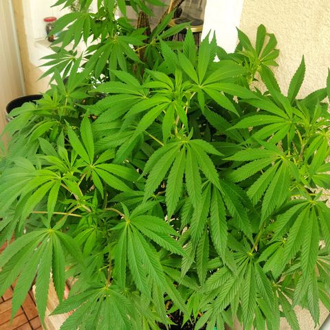 Auto Nordic Blueberry  growlog photo: No buds yet...