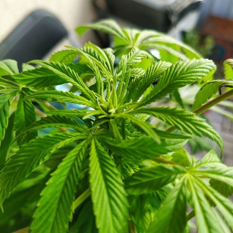 Auto Nordic Blueberry  growlog timeline photo