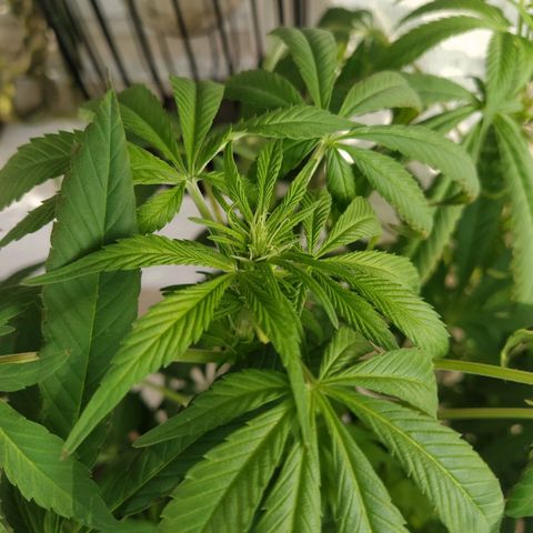 Auto Nordic Blueberry  growlog timeline photo