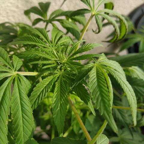 Auto Nordic Blueberry  growlog timeline photo