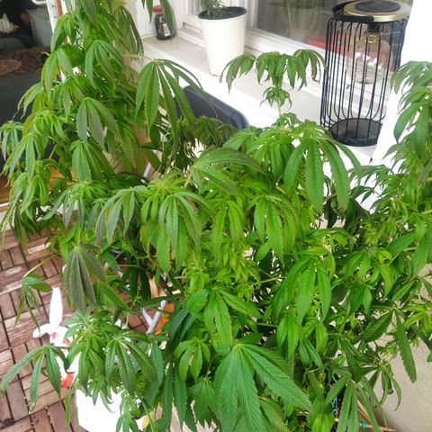 Auto Nordic Blueberry  growlog timeline photo