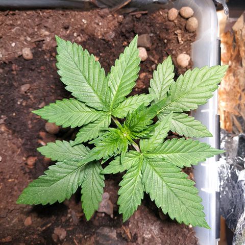 Nordic auto blueberry (photo) growlog timeline photo