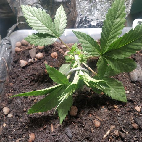 Nordic auto blueberry (photo) growlog photo: LST Training