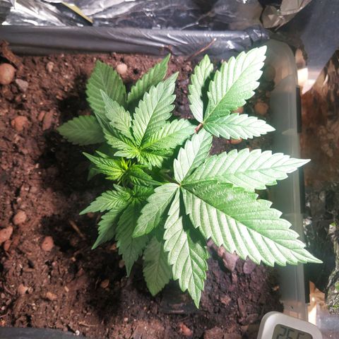 Nordic auto blueberry (photo) growlog photo: LST Training