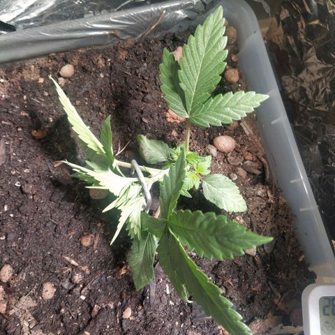 Nordic auto blueberry (photo) growlog photo: LST Training