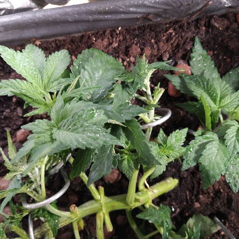 Nordic auto blueberry (photo) growlog photo: Trim & LST
