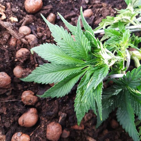 Nordic auto blueberry (photo) growlog photo: Trim & LST