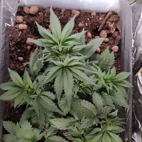Nordic auto blueberry (photo) growlog photo: Trim & LST