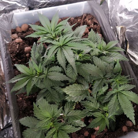 Nordic auto blueberry (photo) growlog photo: Trim & LST