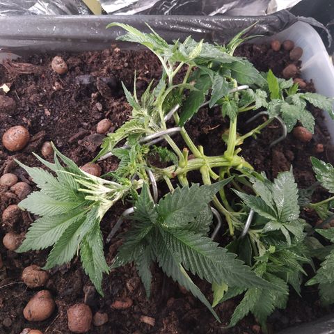 Nordic auto blueberry (photo) growlog photo: Trim & LST