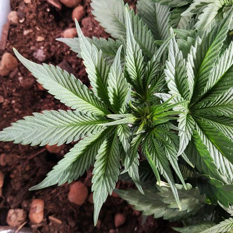 Nordic auto blueberry (photo) growlog photo: Trim & LST