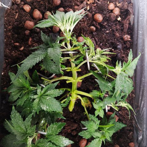 Nordic auto blueberry (photo) growlog photo: Trim & LST