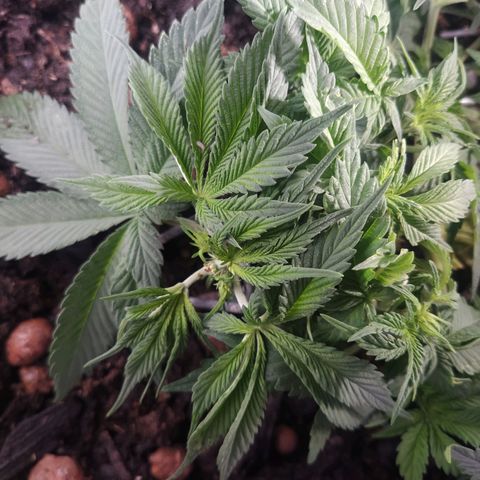 Nordic auto blueberry (photo) growlog timeline photo