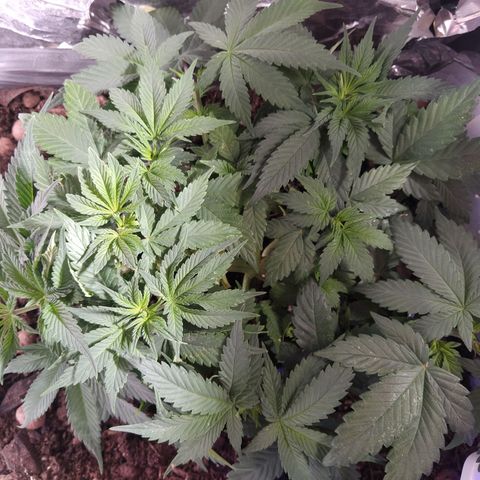 Nordic auto blueberry (photo) growlog timeline photo