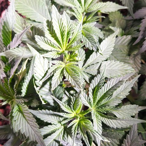 Nordic auto blueberry (photo) growlog timeline photo