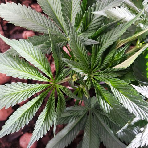 Nordic auto blueberry (photo) growlog timeline photo