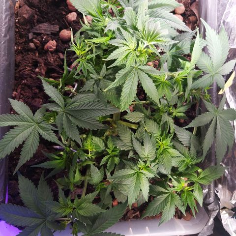 Nordic auto blueberry (photo) growlog photo: Trim of fanleaves 