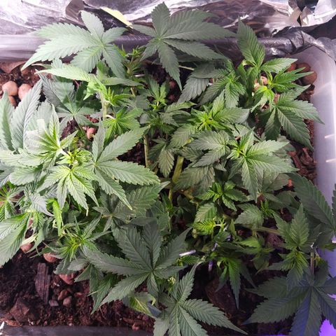 Nordic auto blueberry (photo) growlog photo: Trim of fanleaves 
