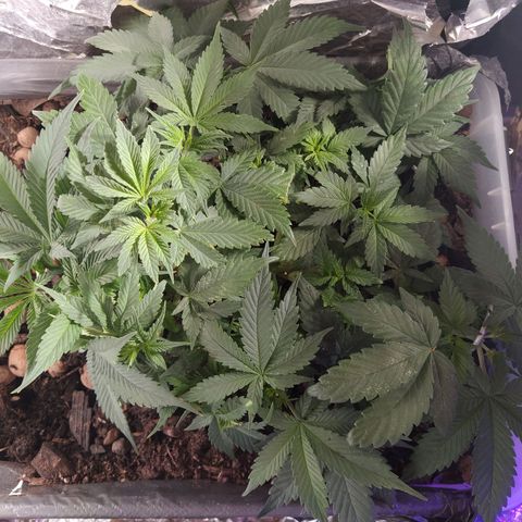 Nordic auto blueberry (photo) growlog photo: Trim of fanleaves 