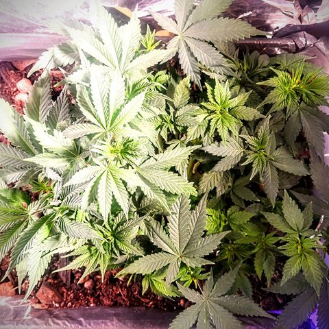 Nordic auto blueberry (photo) growlog timeline photo
