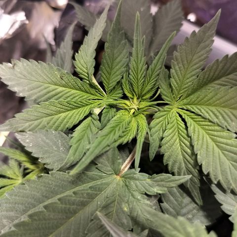 Nordic auto blueberry (photo) growlog timeline photo