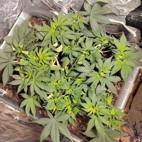 Nordic auto blueberry (photo) growlog timeline photo
