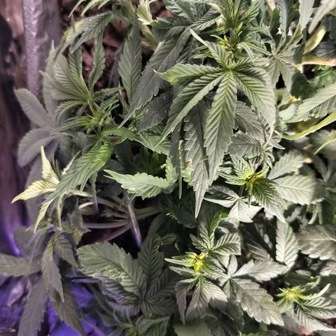 Nordic auto blueberry (photo) growlog timeline photo