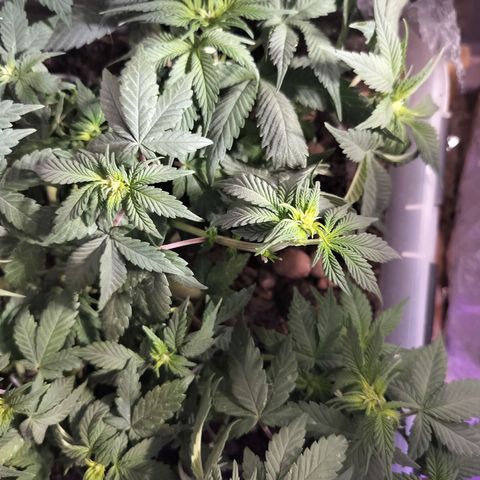 Nordic auto blueberry (photo) growlog timeline photo
