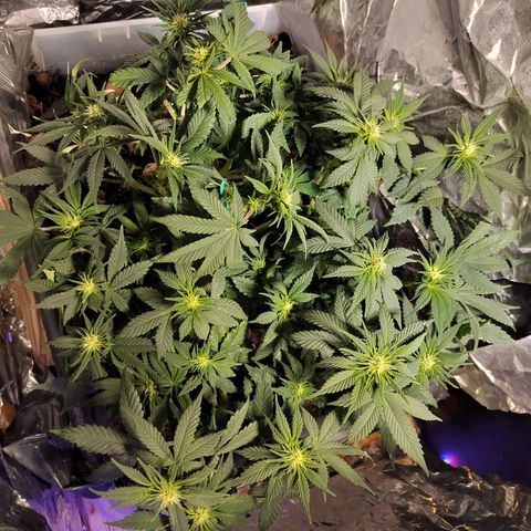 Nordic auto blueberry (photo) growlog timeline photo