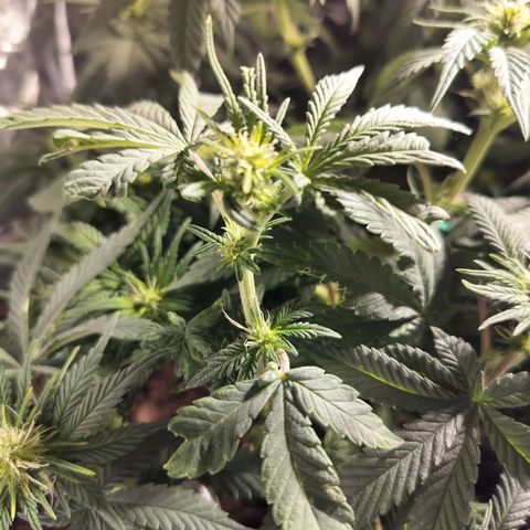 Nordic auto blueberry (photo) growlog timeline photo