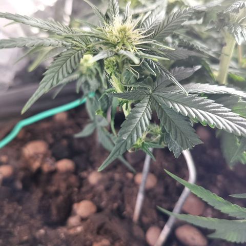 Nordic auto blueberry (photo) growlog timeline photo