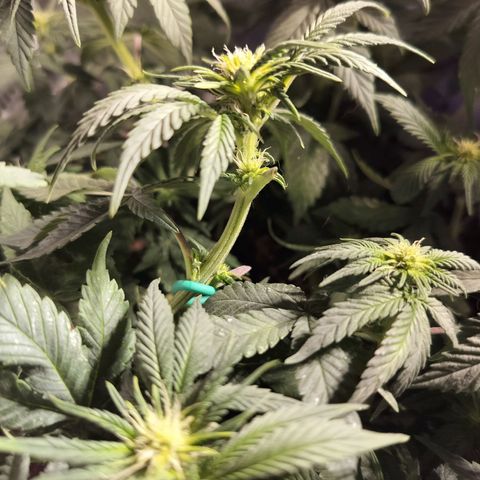 Nordic auto blueberry (photo) growlog timeline photo