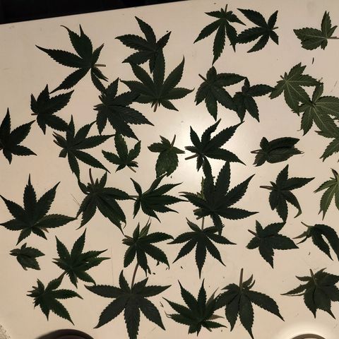 Nordic auto blueberry (photo) growlog photo: 30 leaves st removed