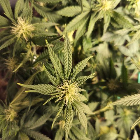 Nordic auto blueberry (photo) growlog photo: Before and after defoliation