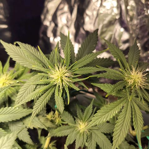 Nordic auto blueberry (photo) growlog photo: Before and after defoliation