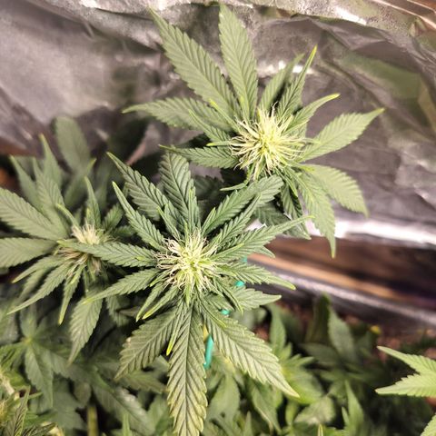 Nordic auto blueberry (photo) growlog photo: Before and after defoliation