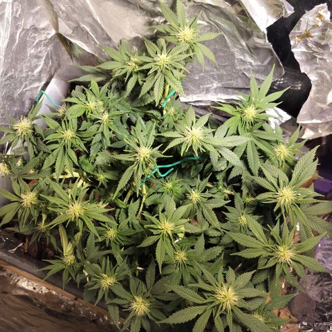 Nordic auto blueberry (photo) growlog photo: Before and after defoliation