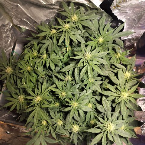 Nordic auto blueberry (photo) growlog photo: Before and after defoliation