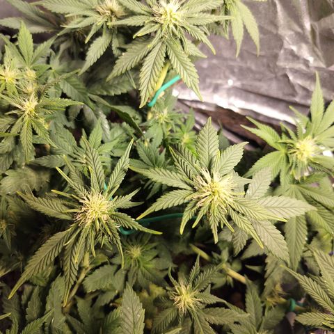 Nordic auto blueberry (photo) growlog photo: Before and after defoliation