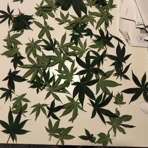 Nordic auto blueberry (photo) growlog photo: Before and after defoliation