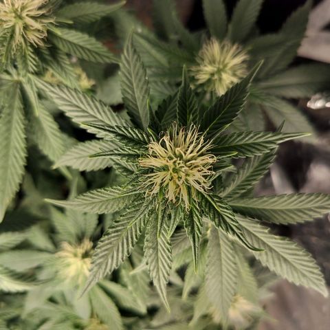 Nordic auto blueberry (photo) growlog timeline photo