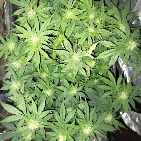 Nordic auto blueberry (photo) growlog timeline photo