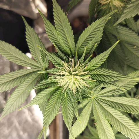 Nordic auto blueberry (photo) growlog timeline photo
