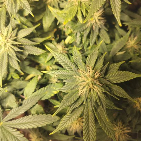 Nordic auto blueberry (photo) growlog timeline photo