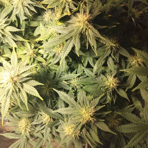 Nordic auto blueberry (photo) growlog timeline photo