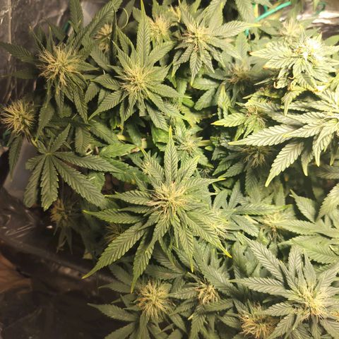 Nordic auto blueberry (photo) growlog timeline photo