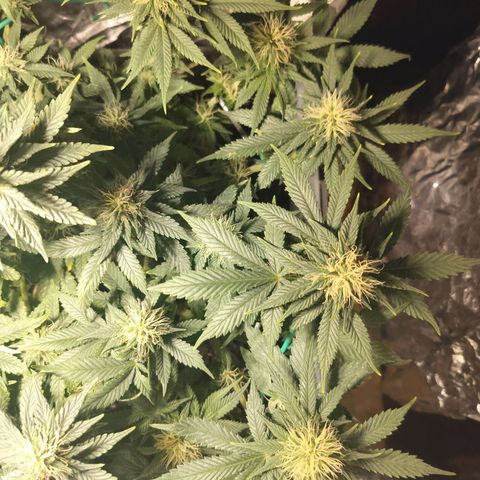 Nordic auto blueberry (photo) growlog timeline photo