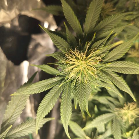 Nordic auto blueberry (photo) growlog timeline photo