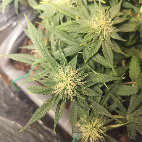 Nordic auto blueberry (photo) growlog timeline photo